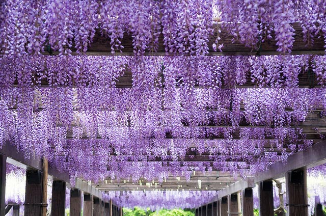 photo-of-the-day-perfect-rows-of-purple-in-japan-asia-society