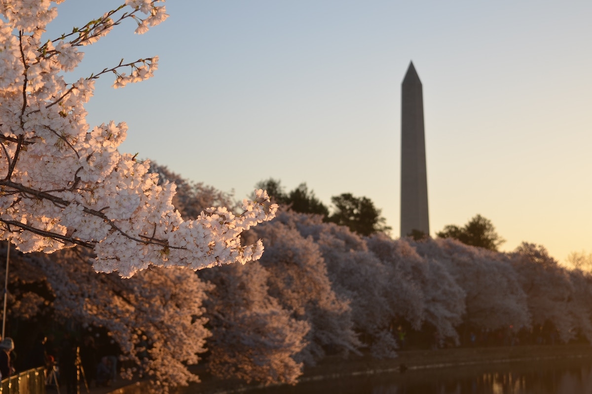 Cherry blossom in Washington, D.C.