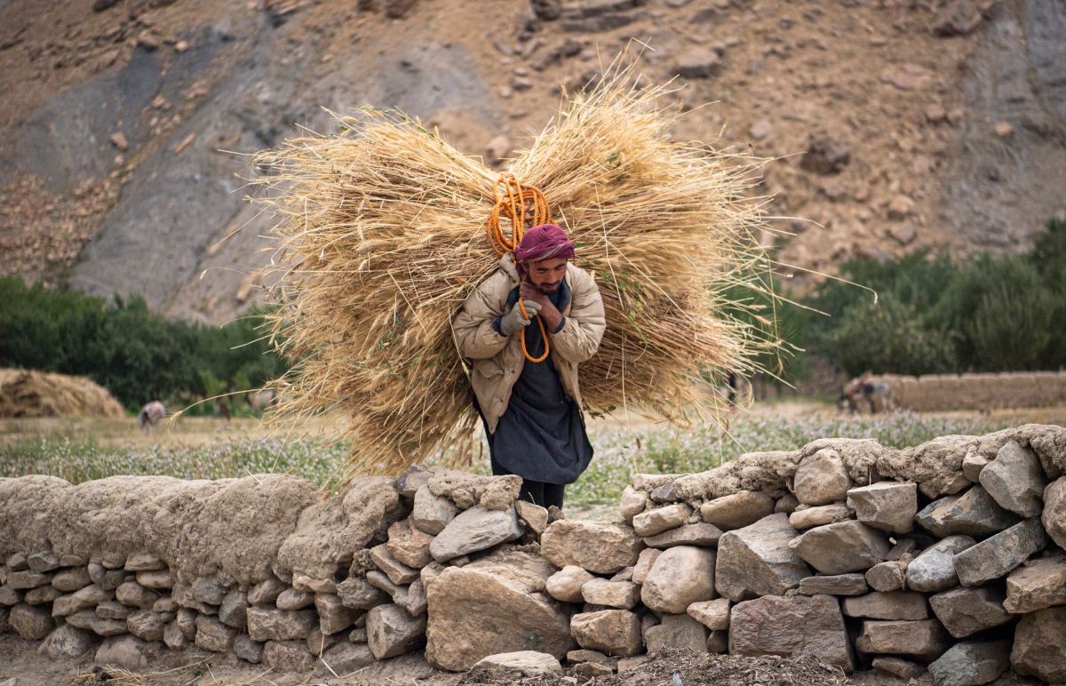 A farmer carries wheat in Saighan district on July 21, 2021