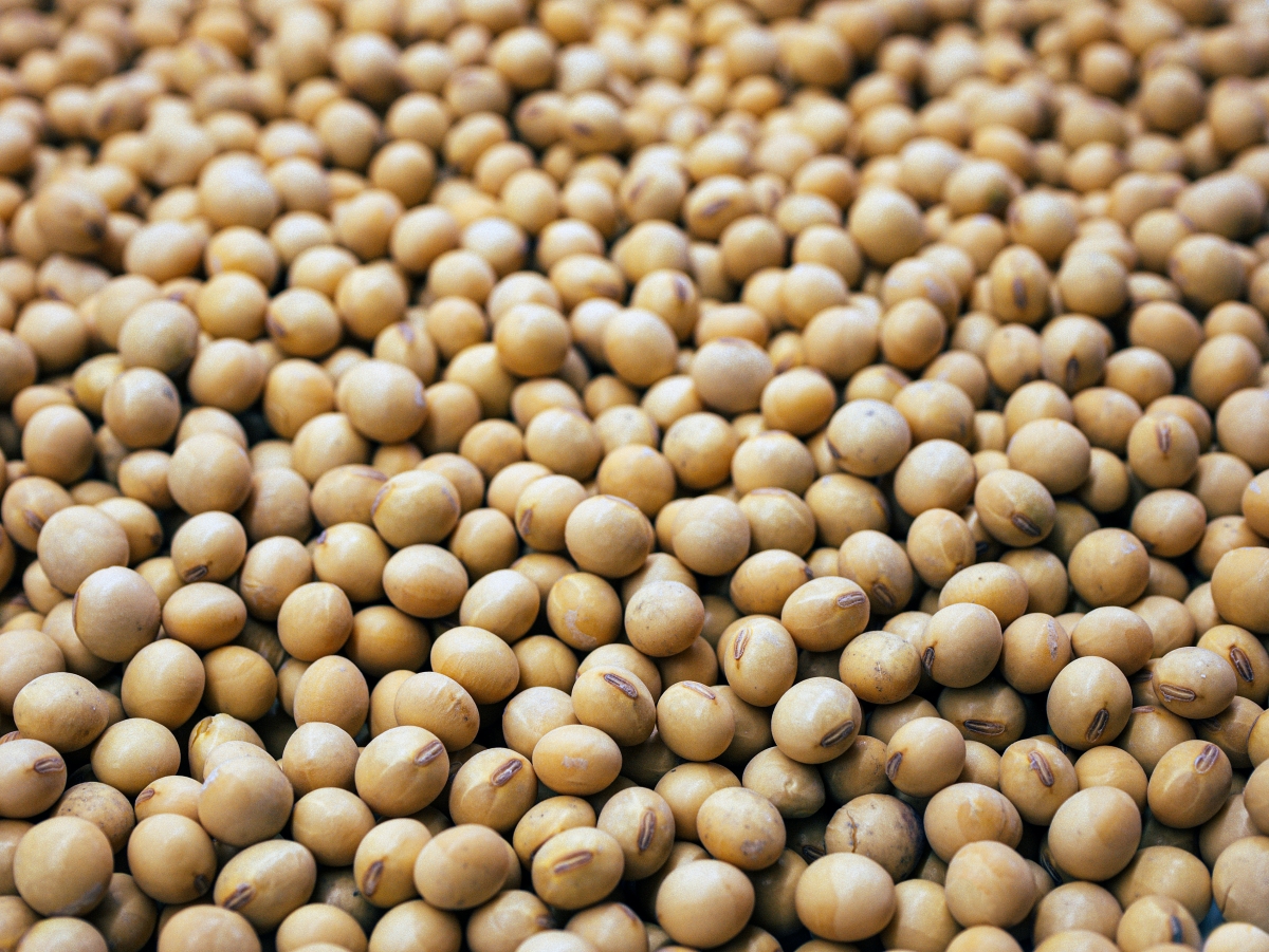 soybeans-unsplash-daniela paola alchapar