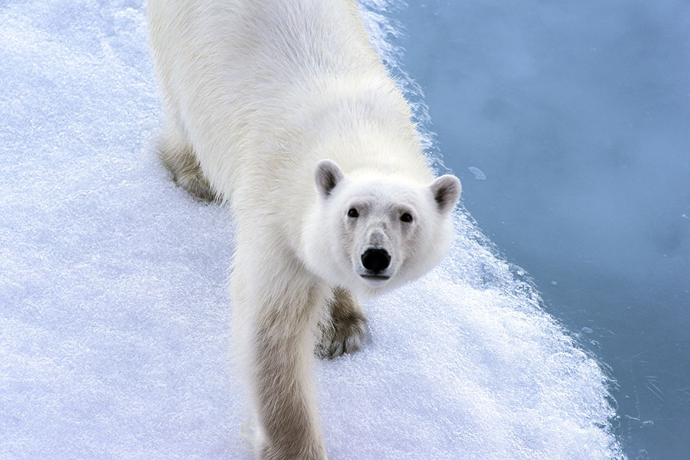 A polar bear looks up at the camera from the ice. (Christopher Michel/Flickr)