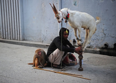 An illegal street performer coaxes a goat to perform for children in the Sadiq Abad neighbourhood, Rawalpindi, Punjab province Pakistan on November 1, 2010.