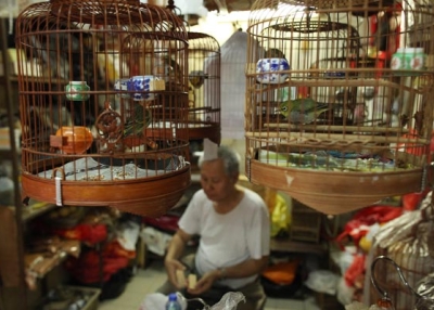 Bird cages hang above a man in his stall at a bird market in Hong Kong on November 18, 2010.