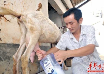 Changsha businessman Wei Xingyu milks a goat he raised himself, out of distrust of Chinese milk products. (VOC.com.cn)