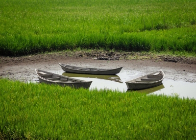 Three boats float in the middle of a green paddy field in Brahmanbaria, Bangladesh on March 27, 2014. (Rakib Hasan Sumon/Flickr)