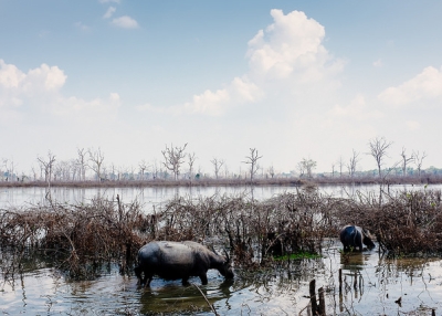 Two buffalos tread through a wet marshland in Cambodia, on March 24, 2015. (bwaters23/Flickr)