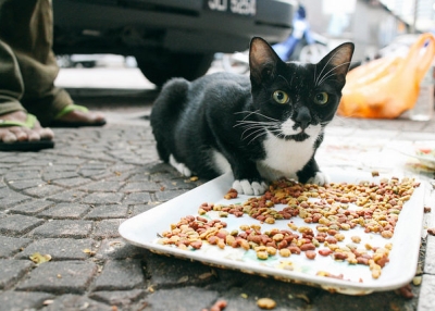 A stray cat is seen leaning over a plate of kibble near a train station in Kuala Lumpur, Malaysia on June 7, 2015. (sylviallyan/Flickr)