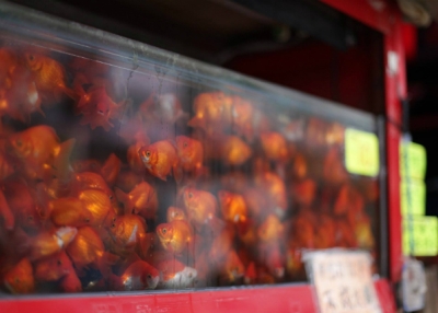 A red tank full of goldfish at the goldfish market in Hong Kong on November 22, 2015.  (Tahiat Mahboob)