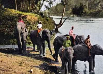 "Elephants crossing river, Ceylon." (New York Public Library)