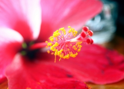 Looking at the anatomy of a hibiscus flower in Tonga on May 5, 2012. (You Never Try, You Never Know/Flickr)