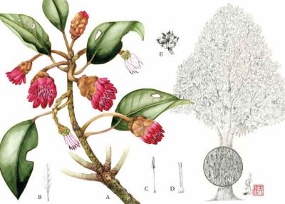 Hong Kong Trees: Species with Stories to Tell