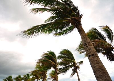 Palm trees in storm