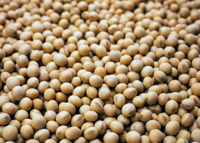 soybeans-unsplash-daniela paola alchapar
