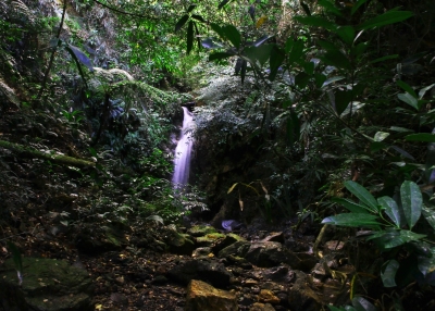 luzon mountain rainforest waterfall 