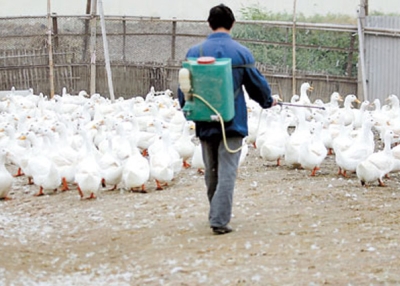 A worker disinfects ducks at a poultry farm in Shanghai's Nanhui District. (quiplash/flickr)