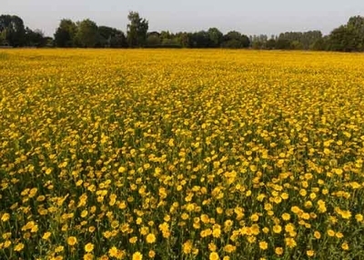 Chrysanthemum field. (flickr/andrewb47)