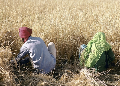 Harvesting grain, India. (Ray Witlin/World Bank/Flickr)