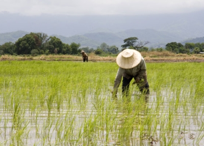 Farmers plant rice in Thailand. (♥siebe ©/Flickr)