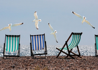Seagulls and chairs at the beach