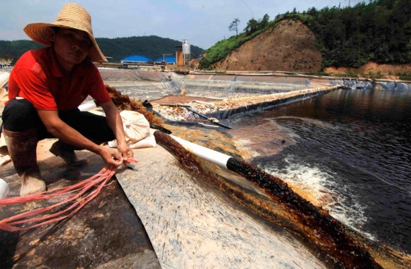 Local residents began noticing dead fish in the river weeks earlier.  Chinese authorities finally detained three managers from the Zijin Mining Group on July 15 for their role in the spill. (STR/AFP/Getty Images)