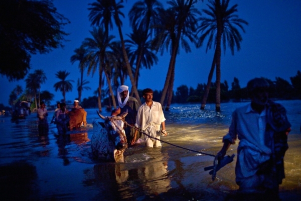 Pakistani villagers displaced by floods led their livestock through flood waters on Aug. 22 in the village of Baseera, in Punjab Province. Pakistan&apos;s worst floods in 80 years are estimated to have killed nearly 2,000 people and to have affected about 20 million altogether, through the destruction of property, livelihood, and infrastructure. (Daniel Berehulak/Getty Images)
