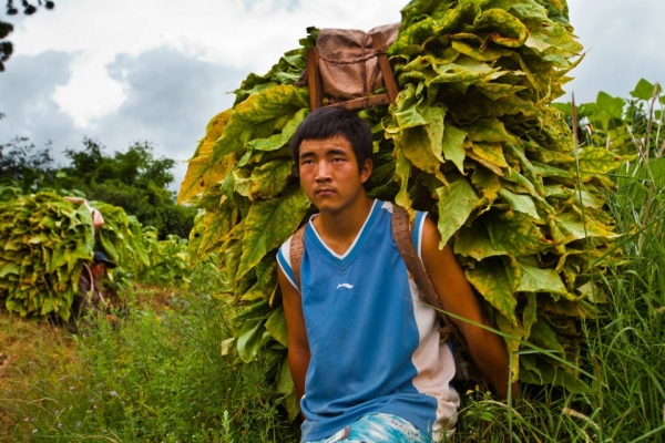 Trainee Miao Yunfei working in his family's tobacco fields in rural Sichuan. (EyeSteelFilm)