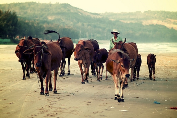 A man herds his cattle on Mui Ne Beach, Vietnam on August 10, 2012. (calvinistguy/Flickr)