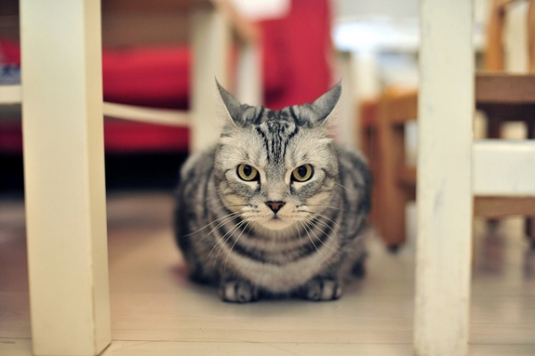A striped cat sits stock-still and watchful on May 6, 2012 in Taipei. (今 ゆっくりと 歩いていこう/Flickr)