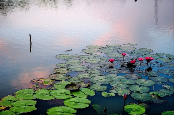 Waterlillies float on the banks as the sun sets in Chaiyaphum, Thailand on September 22, 2012. (norsez/Flickr)