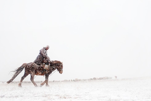 A herder gathers his sheep and goats in the middle of an early spring snowstorm. (Taylor Weidman)