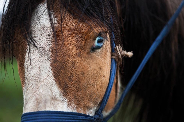 Mongols take great pride in their various breeds of horses; this racehorse has brilliant blue eyes. (Taylor Weidman)