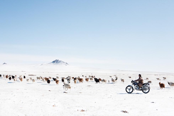 A young nomad herds his animals by motorcycle after an early spring snowstorm. (Taylor Weidman)