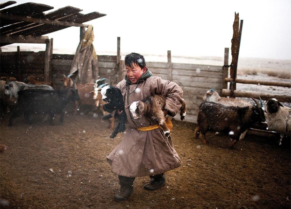 A young herder carries baby goats to a small, heated ger (yurt) during a snowstorm to keep them warm and healthy. (Taylor Weidman)