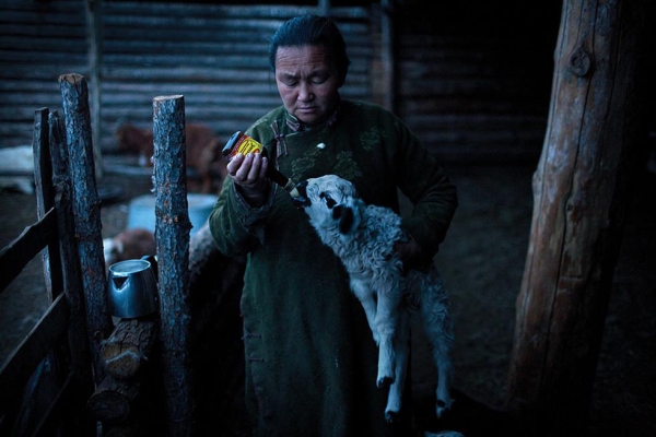 A Mongolian woman feeds milk to a lamb from an old soy sauce bottles. (Taylor Weidman)