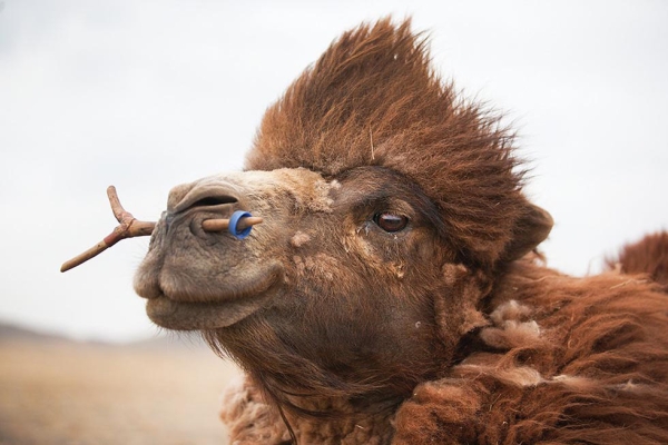 Camels are highly valued for all they offer in transportation, meat, milk, and wool. (Taylor Weidman)