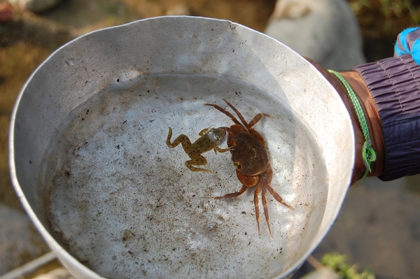 A crab found in Sikti River in Yangshila VDC. Reviving freshwater aquatic diversity is one of the goals of the vertical university. (Rajeev Goyal)