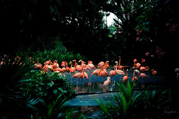 A vibrant flock of flamingos congregate at a park in Singapore on February 12, 2013. (frozonfreak/Flickr)