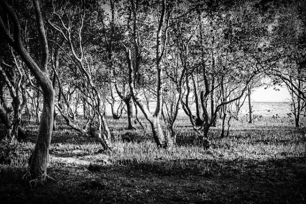A dense grove of trees at Batangas Beach, Philippines on March 13, 2013. (jojo nicdao/Flickr)