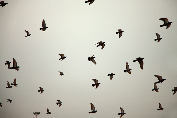 A flock of birds take off together in Chennai, India on April 2, 2013. (VinothChandar/Flickr)