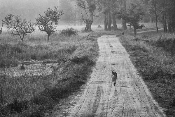 A jackal runs along a deserted road in Kanha National Park, India on April 7, 2013. (nandadevieast/Flickr)