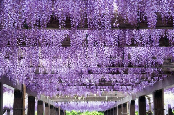 Lush wisteria blooms hang down in precision in Kyoto Prefecture, Japan on April 29, 2013. (GENuine1986/Flickr)
