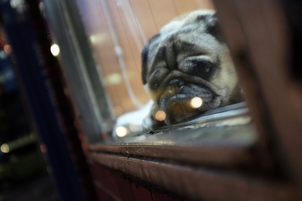 A dog looks out the window in Tokyo, Japan on May 13, 2013. (今 ゆっくりと 歩いていこう/Flickr)