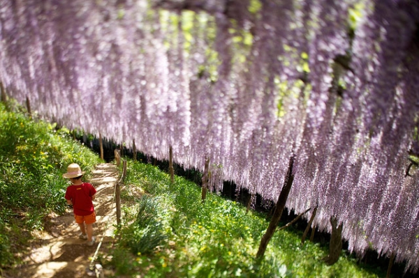 A young boy walks in a garden blooming with purple wisteria on May 12, 2013. (kobaken (こばけん)/Flickr)