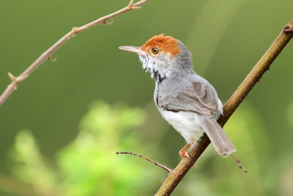 The Cambodian Tailorbird, recently discovered hanging out in Phnom Penh. (James Eaton/Birdtour Asia)