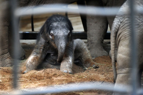 One-day-old baby Jamilah at Chester Zoo, in Chester, England, on January 24, 2011. Because the gestation period for elephants is nearly two years, babies are born already able to stand and walk, though gaining full control of their feet and trunks can take up to nine months. (Paul Ellis/AFP/Getty Images)