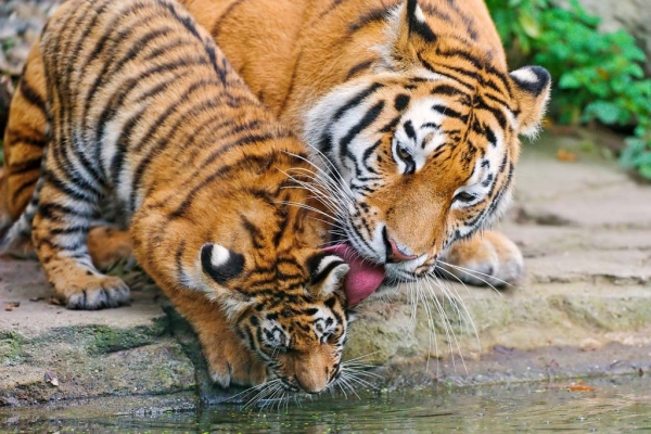 A mother tiger licking her cub at the Zurich Zoo. (Tambako The Jaguar/Flickr)