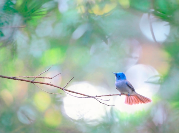 A Black-naped Blue Flycatcher sits amongst the treetops at Taipei Botanical Garden in Taiwan on January 30, 2013. (John&Fish/Flickr)