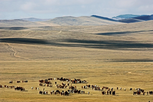 A group of animals graze on the endless plains of Mongolia on October 6, 2013. (Daniela Hartmann/Flickr)