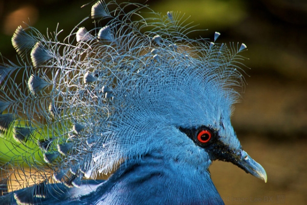 A Victoria Crowned Pigeon poses for a photo in Jurong Bird Park, Singapore on March 4, 2014. (Isaac Lee/Flickr)