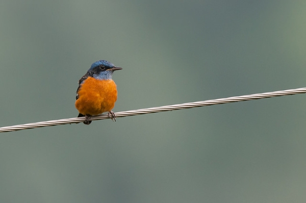 A blue-capped rock thrush perched on a wire in Pangot, India on September 17, 2014. (Kishore Bhargava/Flickr)